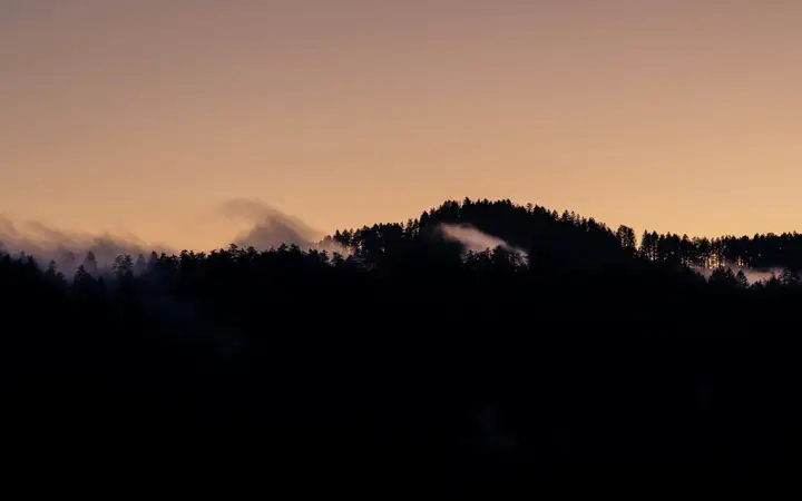 Vase of flowers on a table